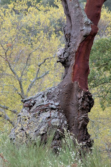 Cork oak