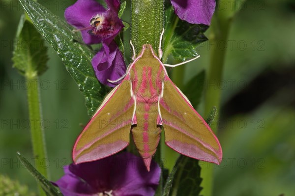 Elephant hawk-moth