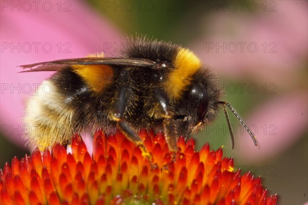 Garden bumblebee