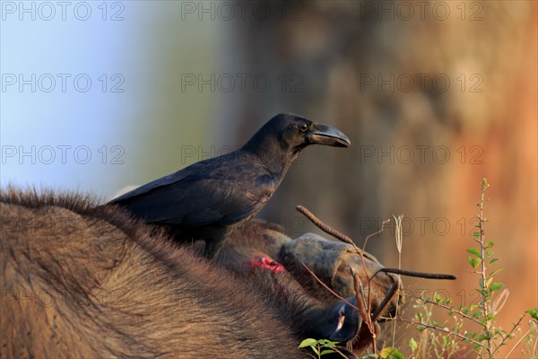 House crow