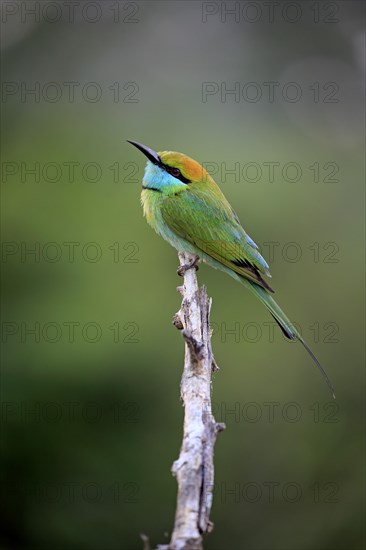 Green bee-eater