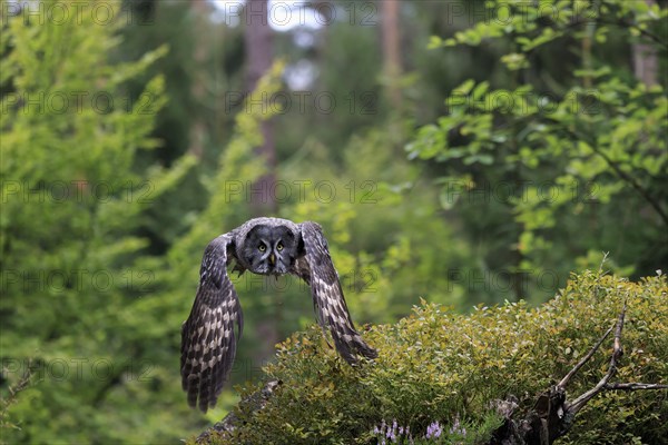 Great Grey Owl