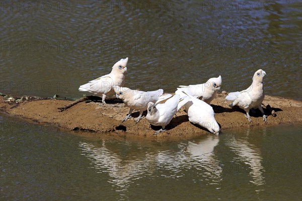 Little corella