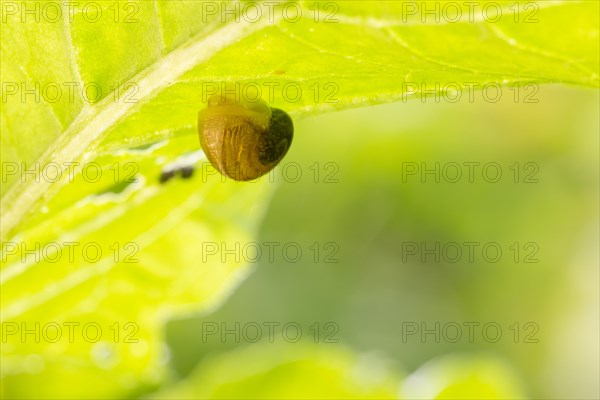 Carthusian Snail