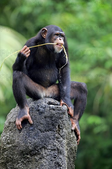 Chimpanzee