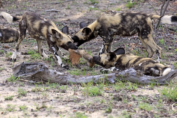 African wild dog