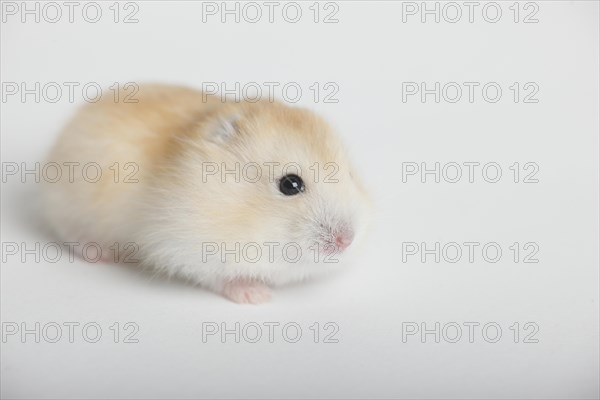 Young Russian Dwarf Hamster