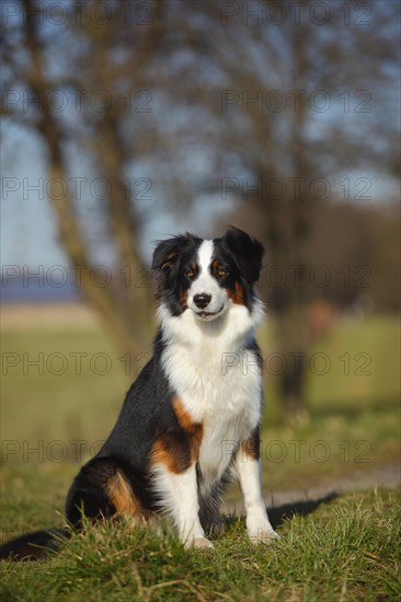 Australian Shepherd