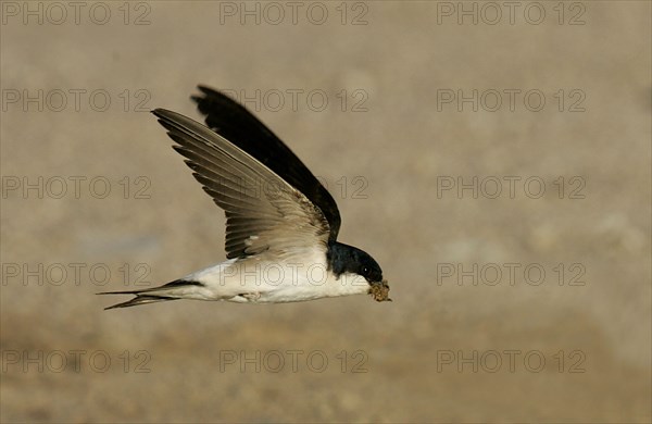 Common house martins