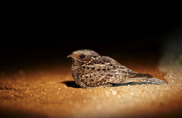 Fiery-necked nightjar