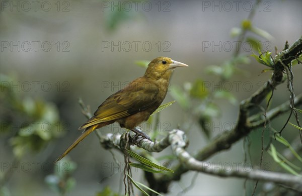 Broad-crested Oropendola