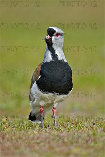 Southern Lapwing