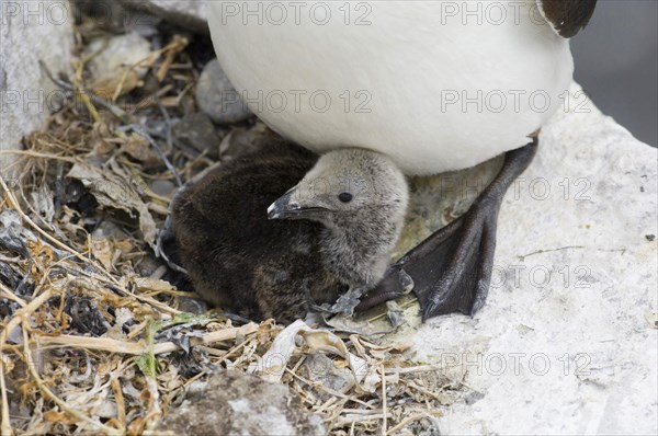 Razorbill