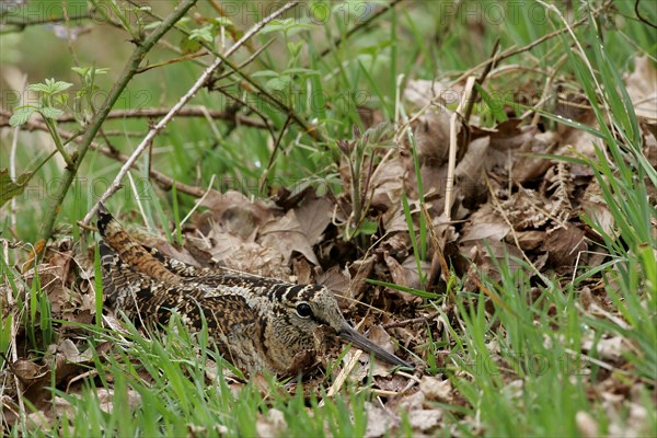 Eurasian woodcock