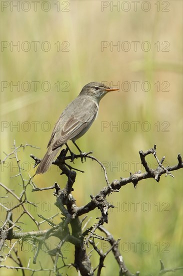 Olive-tree Warbler