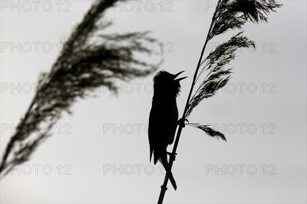 Great reed warbler