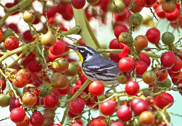 Yellow-rumped warbler