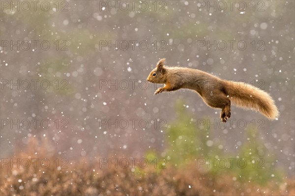 Eurasian red squirrel