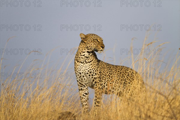 African leopard