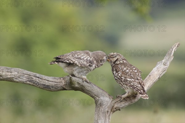 Little Owl