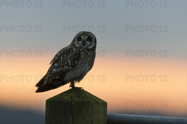 Short-eared owl