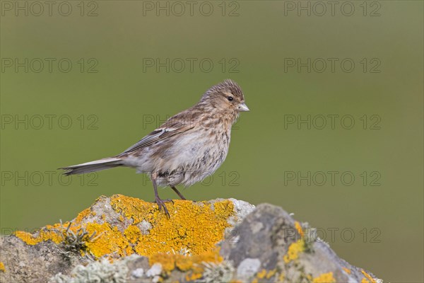 Twite