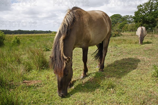 Konik Horse