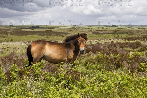 The Exmoor pony is a breed of horse native to the British Isles