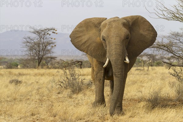 African elephant