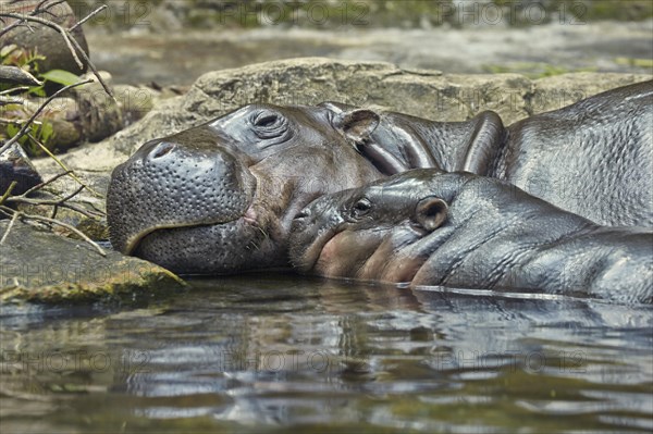 Pygmy hippopotamuses