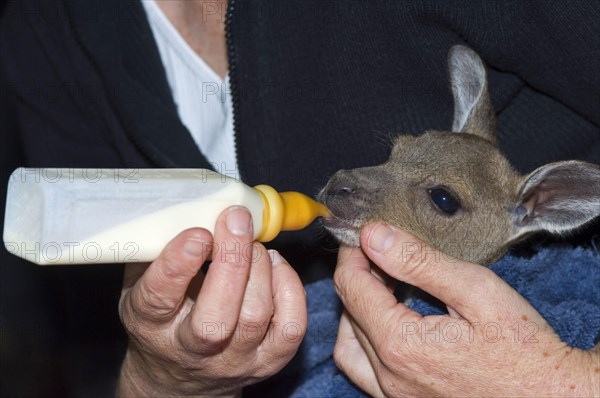 Western Grey Giant Kangaroo