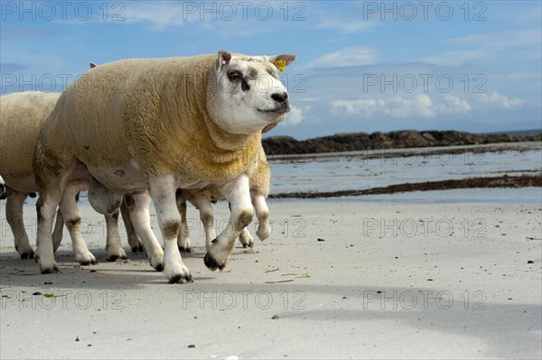 Domestic Sheep