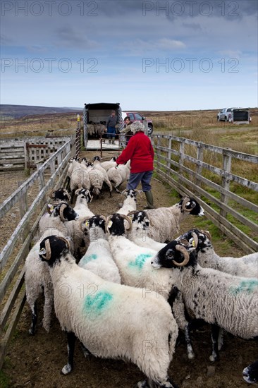 Sheep farming