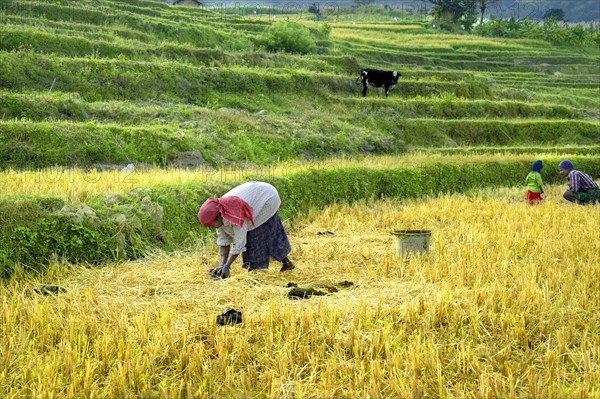 Woman collecting cattle dung for organic fertiliser from terraced paddy fields