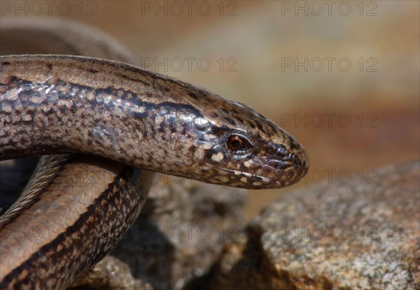 Slow worm