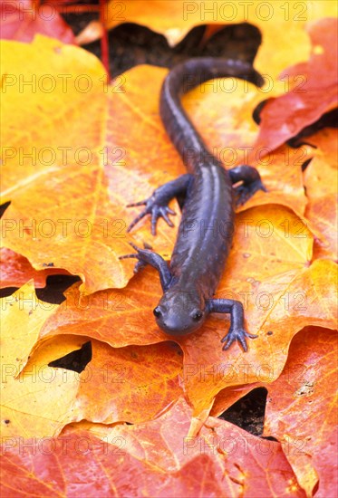 Jefferson's Salamander