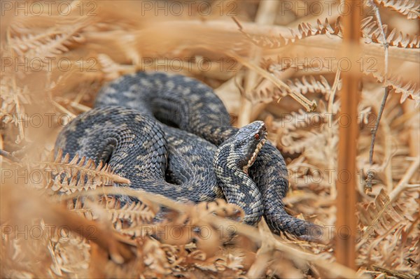 Adder