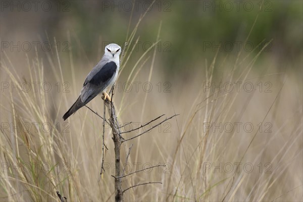 Adult Black Kite