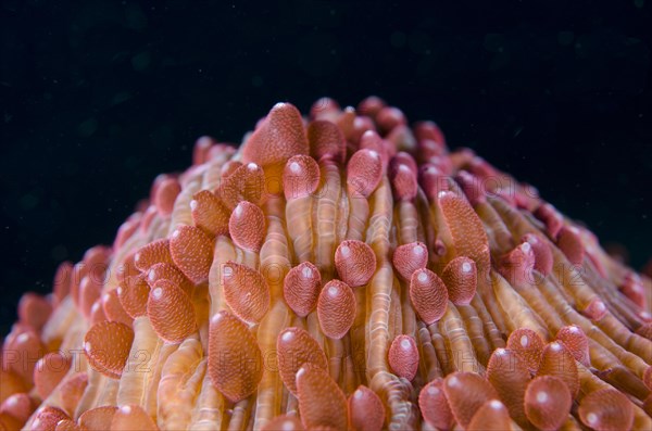 Mushroom coral