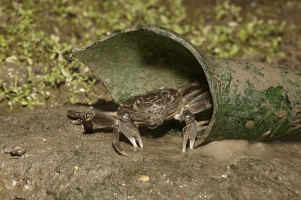 Chinese Mitten Crab