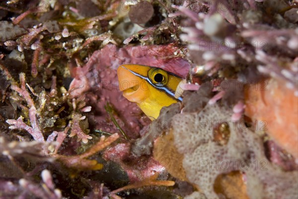 Bluestriped fangblenny