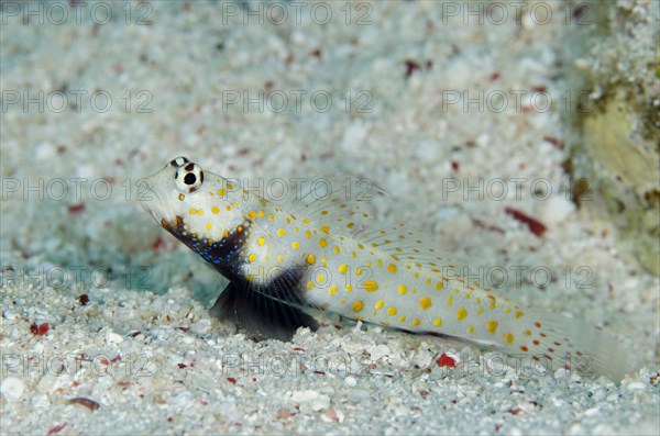 Partner goby