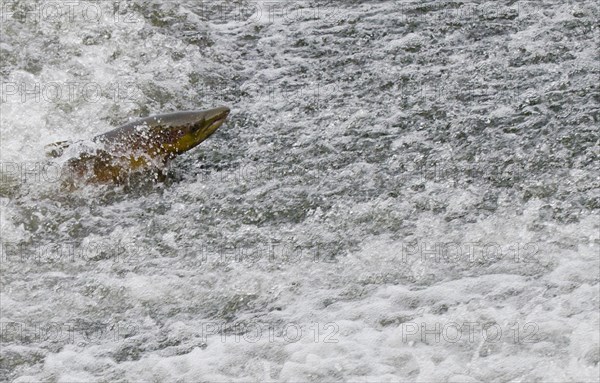 Atlantic salmon