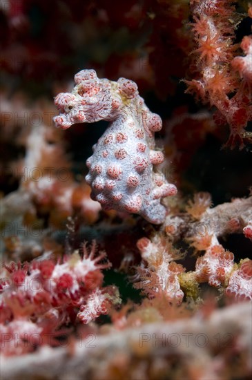 Pygmy seahorse