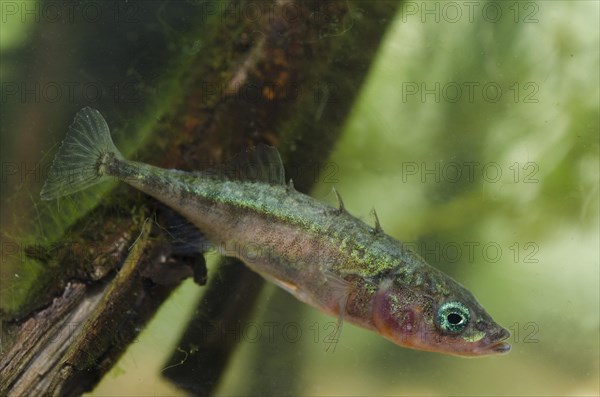 Three-spined stickleback