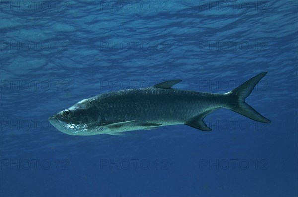 Megalops atlantica