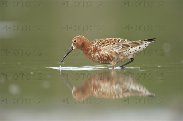 Curlew Sandpiper