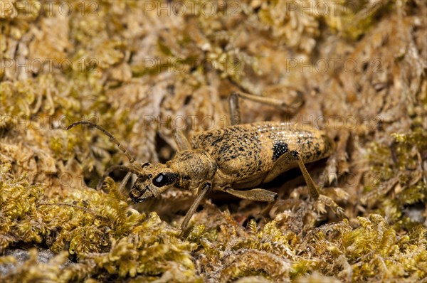 Black-spotted Longhorn Beetle