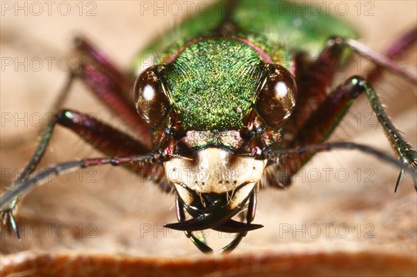 Green tiger beetle