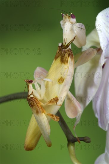 Walking flower mantises